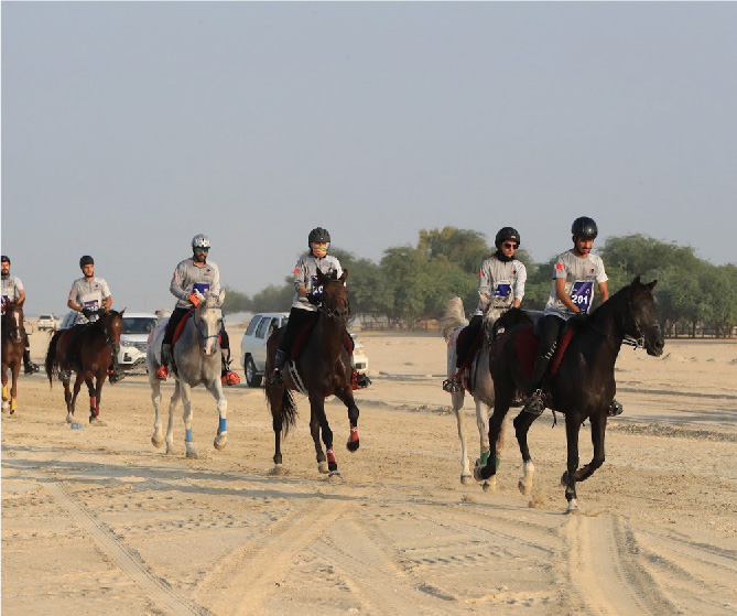 جمال الخيل العربية