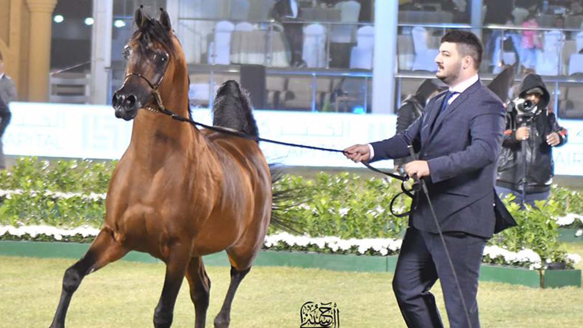 مشاركة بحرينية واسعة في بطولة أبوظبي الدولية لجمال الخيل العربية